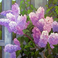 LMP-06-908-My-Neighbours-Lilacs