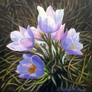 Crocus Burst